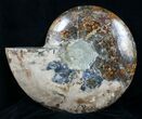 Inch Ammonite (Half) - Agate Preservation #4364-1